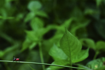 Isolated Insect On Green Grass