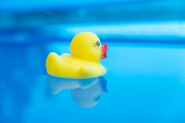 Yellow rubber duck floating on the water surface in the blue swimming pool