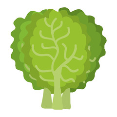 lettuce fresh isolated icon vector illustration design