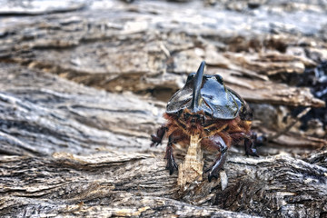 scarabeo rinoceronte su legno