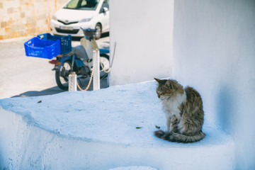 Cat sitting on a white washed wall in the Village of Lindos, Island of Rhodes, Greece