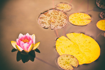 Pink water Lily in bloom. (The garden of Dunvegan Castle, Scotland, UK)