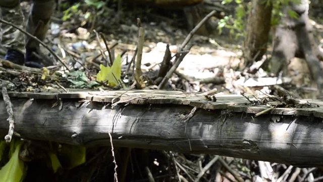 Jungle commando walk on wooden brige 