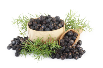 juniper berries isolated