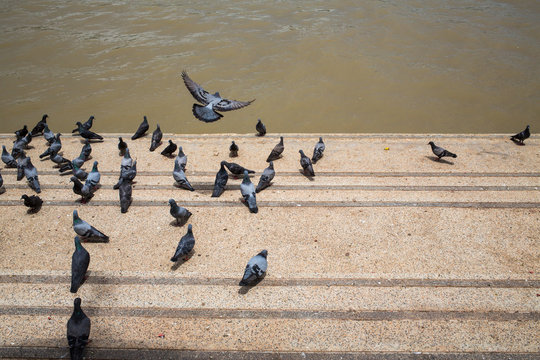 Pigeons walking on staircase, Pigeon flying