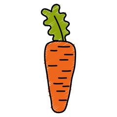 carrot fresh isolated icon vector illustration design