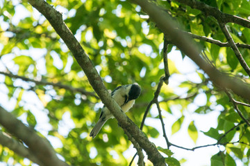 野鳥　シジュウカラ（幼鳥・雛）