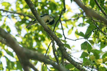 野鳥　シジュウカラ（幼鳥・雛）