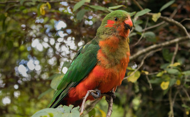 Lorikeet