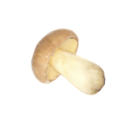 yellow boletus isolated