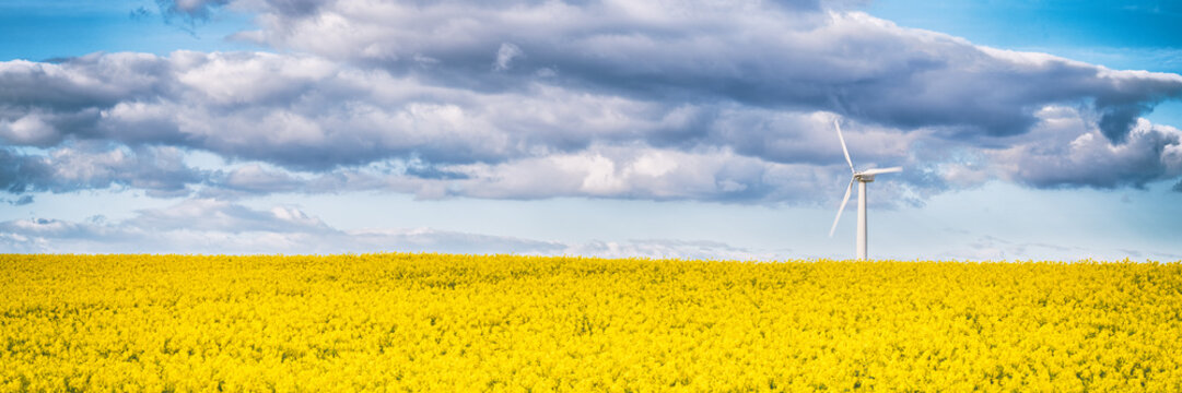 Panoramic view of blooming rapeseed filed. East Lothian, Scotland, UK