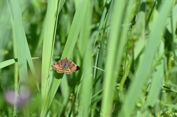 Doublure jaune (Euclidia glyphica)