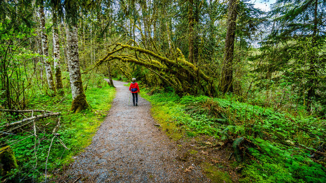 Woman hiking through the temperate rain forest of Kanaka Creek Regional Park near the town of Maple Ridge in British Columbia, Canada