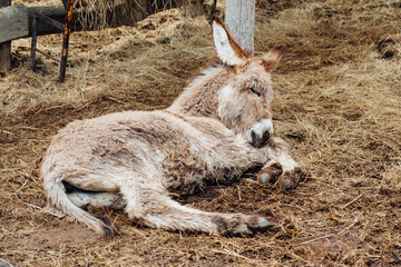 Cute, young donkey foal laying on the ground in the barn. Balaton Uplands National Park, Hungary,...