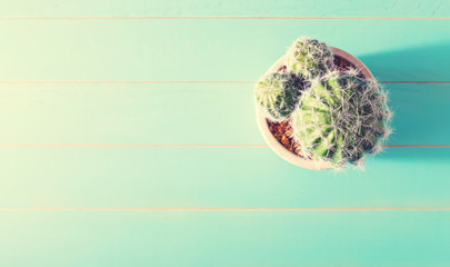 Potted cactus house plant on wooden table