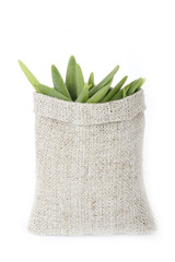 green onion in sack isolated