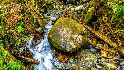Creek in the temperate rain forest of Rolley Lake Provincial Park near the town of Mission in British Columbia, Canada