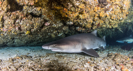 Sand tiger shark