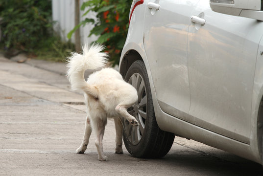 Dog peeing on wheel