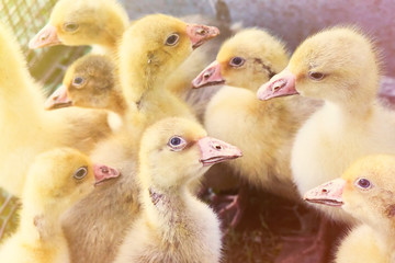 Small ducklings crowd gathered in the corner of the cage. Chickens, ducks breeding on an industrial poultry farm. Toned.
