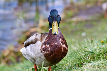 Beautiful duck with a green head stands on the bank near the river