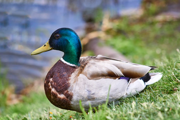 Naklejka na ściany i meble Beautiful duck with a green head stands on the bank near the river