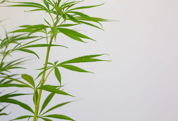 Fototapeta premium Hanfpflanze im Garten