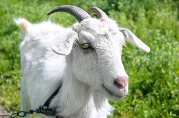Fototapeta premium White dairy breed goat on green grass background. Farm concept.