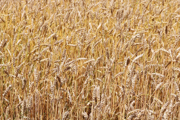 Wheat field in summer before harvesting