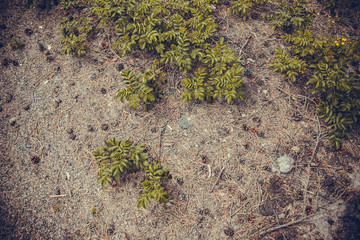 Obraz premium pine needle