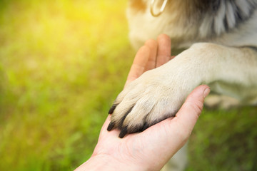 a man holds the paw of the dog in the Park in the summer at sunset. the concept of friendship,...