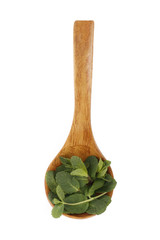 mint in wooden spoon isolated