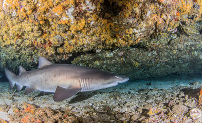 Sand tiger shark