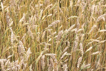 Wheat field in summer before harvesting