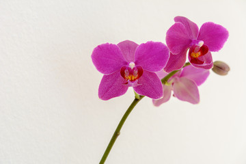 Fototapeta na wymiar Grusskarte - Orchidee auf weissem Hintergrund mit textfreiraum