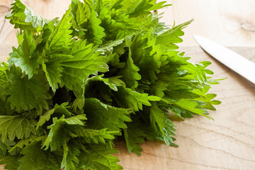 Fresh nettles on a cutting board with a knife