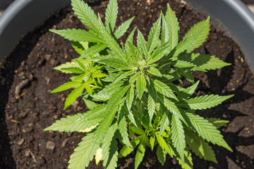 young cannabis plant in a flower pot