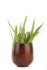 green onion in wooden cup isolated