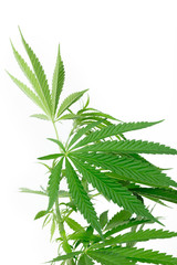 cannabis marijuana plant detail