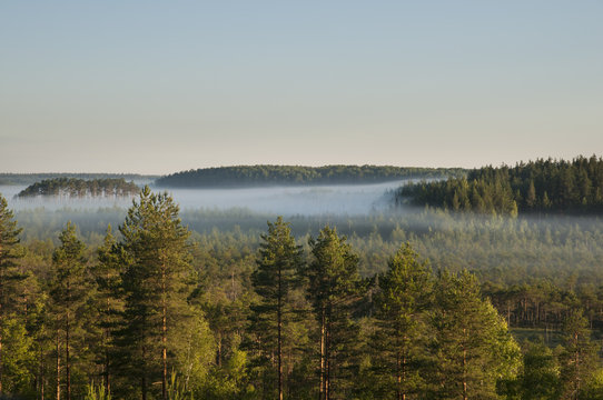 Sunrise Forest & Fog