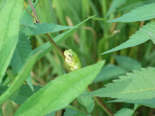 稲にとまったカエル