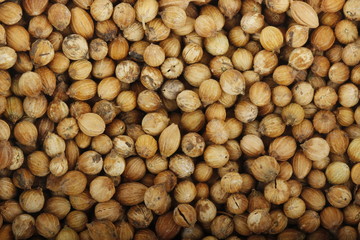 coriander background