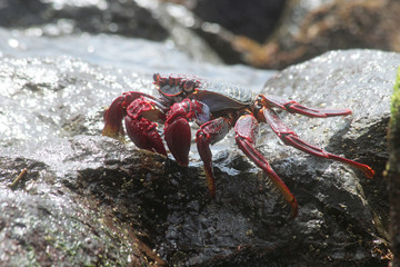 TIERE_2384_rote_Klippenkrabbe