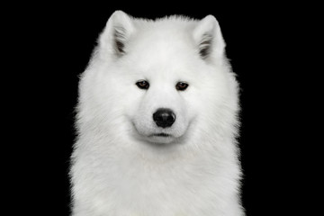 Fototapeta premium Portrait of Samoyed Dog isolated on Black background, front view