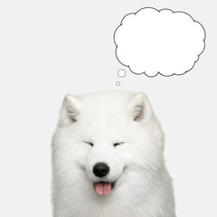 Portrait of Samoyed Dog with closed eyes thinking cloud on Isolated White Background, front view