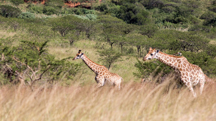 Giraffe