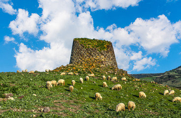 Naklejka premium Stado owiec przy nuraghe na Sardynii
