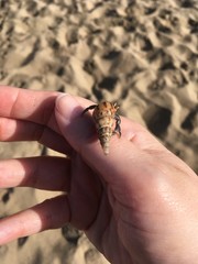 Hermit crab at beach
