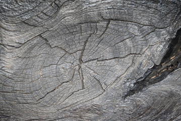 Fototapeta premium Wooden texture, wooden background.