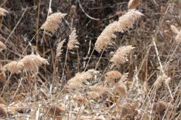 Fototapeta premium Blowing in the wind, Phragmites australis found along a roadside ditch in S.E. Ontario. This common invasive reed is important (together with other reed-like plants) for wildlife and conservation. 
